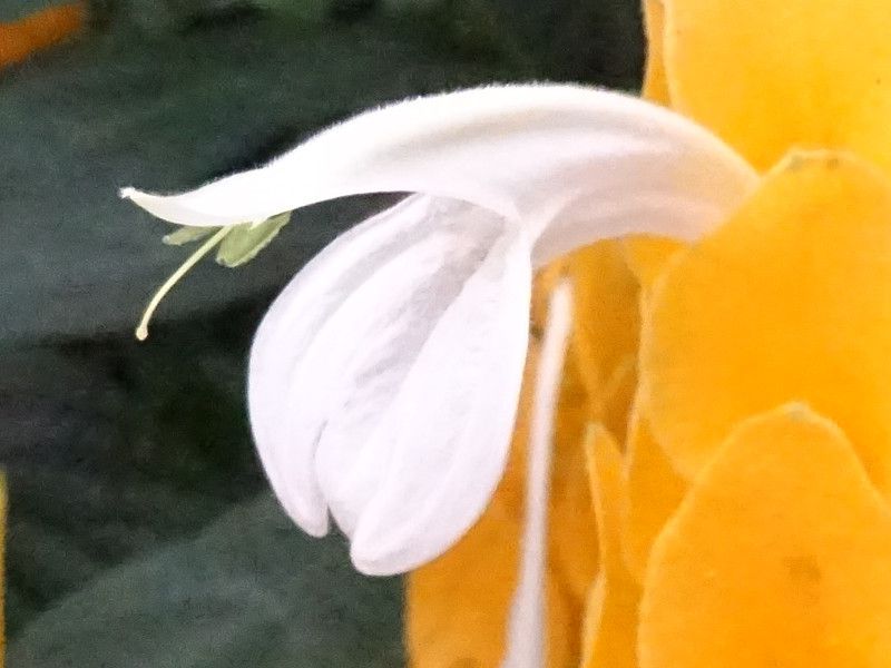 pLX^LXEeA(Pachystachys lutea)