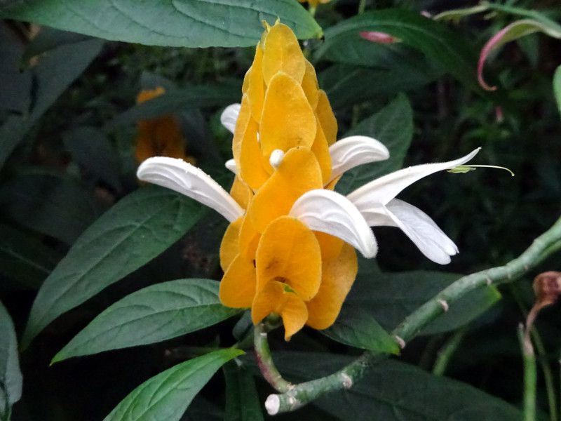 pLX^LXEeA(Pachystachys lutea)