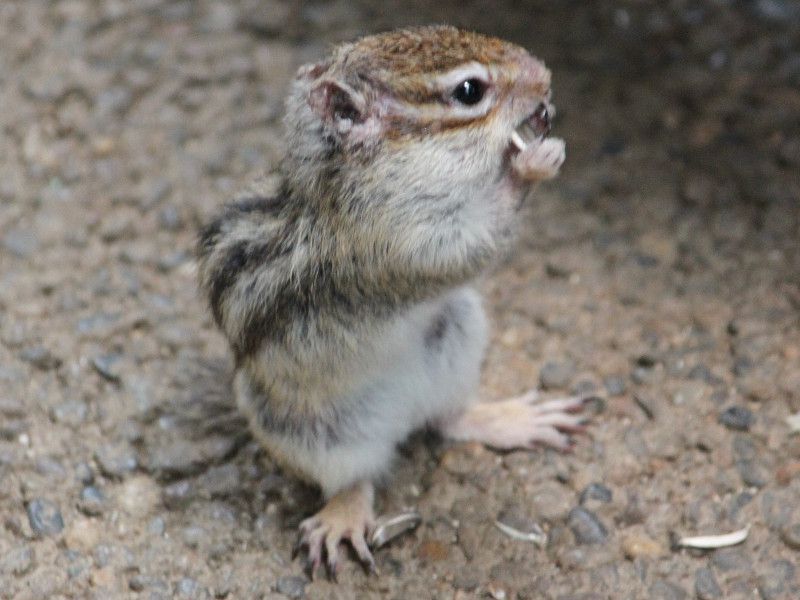 シマリス 縞栗鼠 かぎけんweb