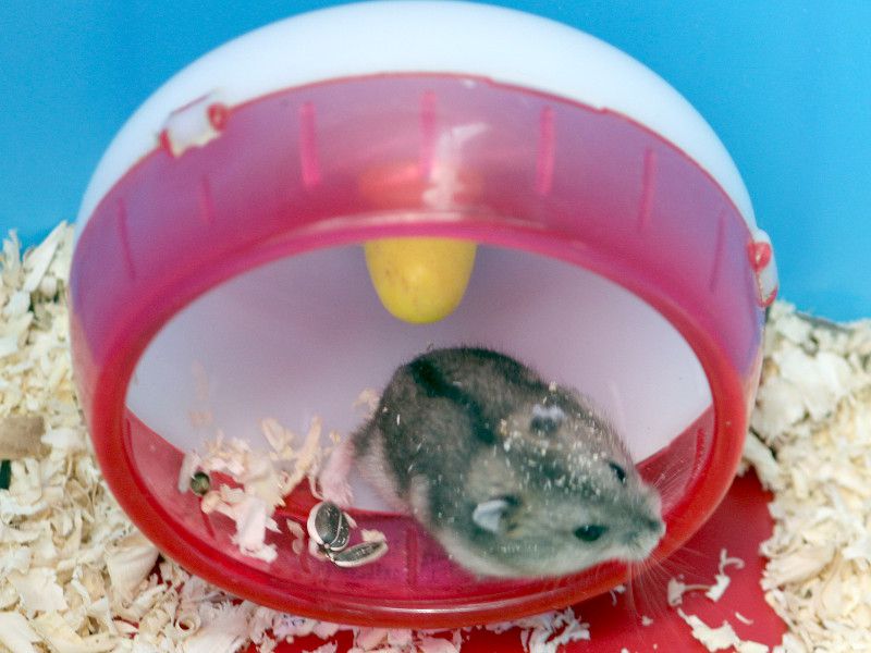 ハムスター Hamster かぎけんweb