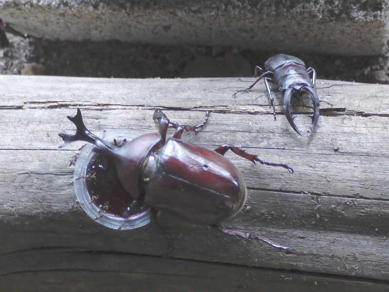 ブトムシとクワガタ