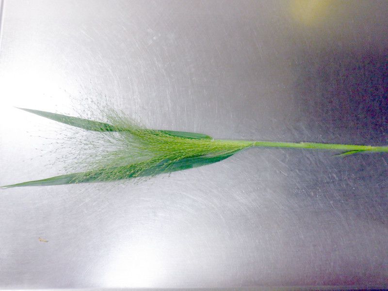 �p�j�J���E�X���[�N�O���X