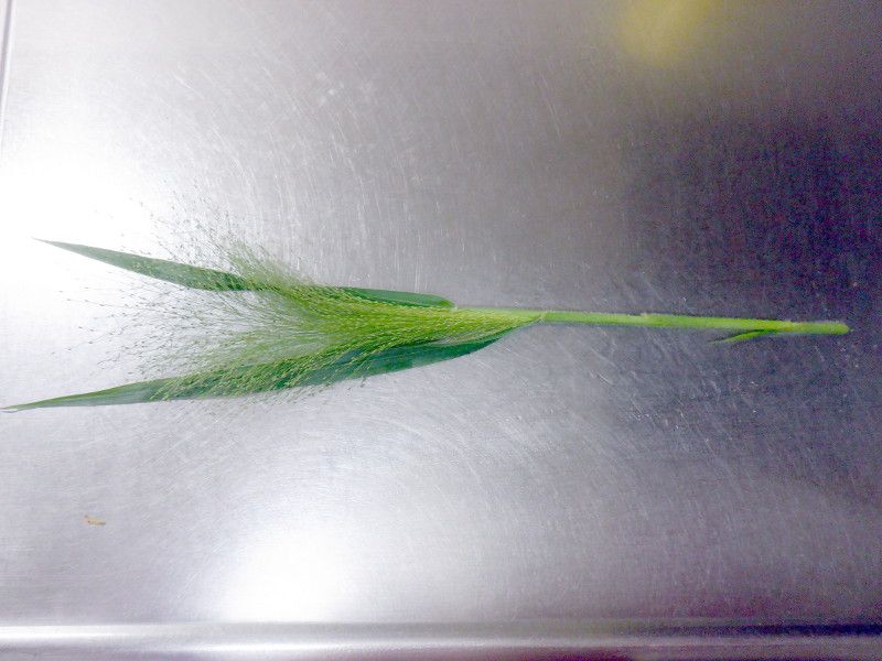 �p�j�J���E�X���[�N�O���X