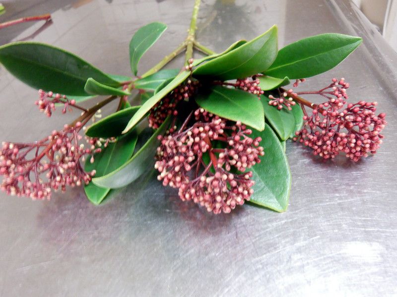 XL~AEx(Skimmia rubella)