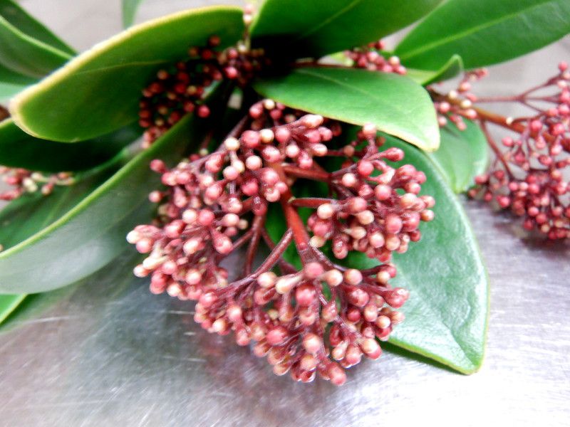 �X�L�~�A�E���x���iSkimmia rubella�j