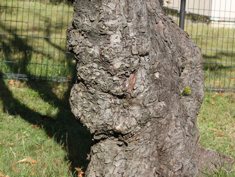 �Z�C���E�g�`�m�L