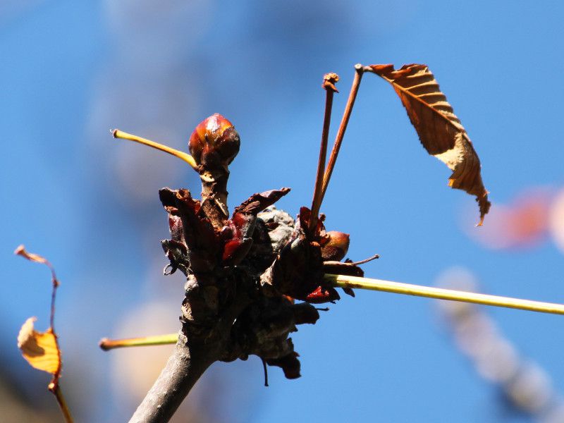 �Z�C���E�g�`�m�L