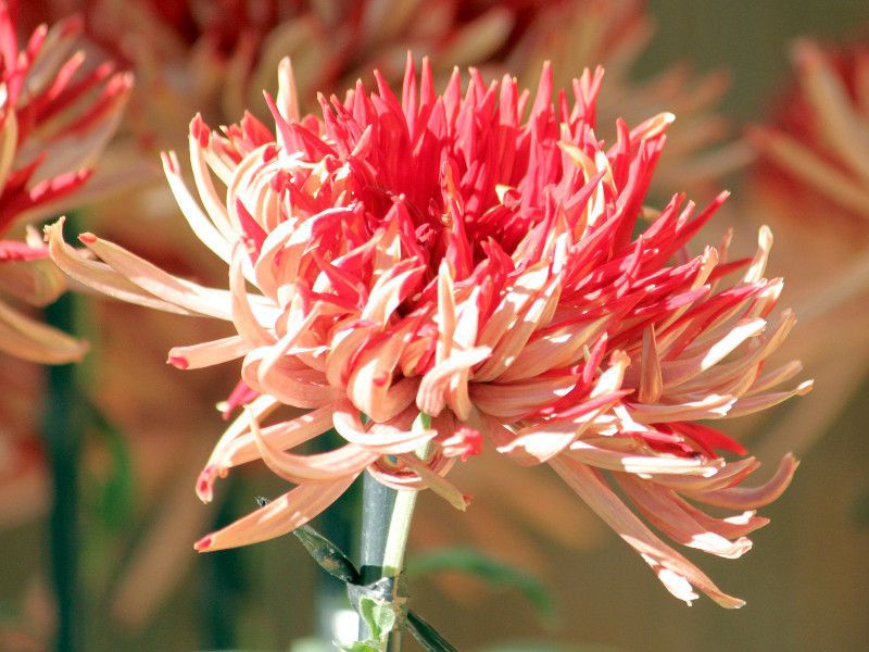 キク 菊 かぎけんweb キク 菊 かぎけんweb