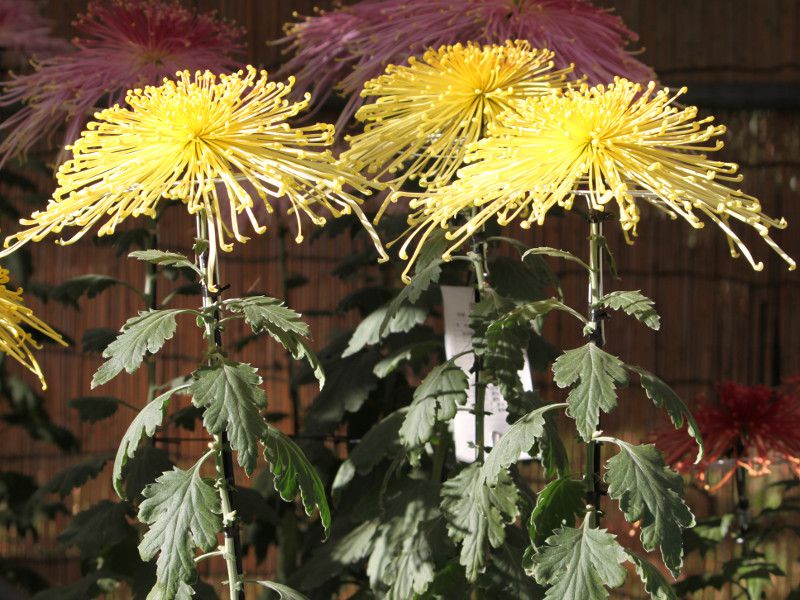 キク大事典 農文協／編　菊　花 キク大事典 農文協／編 菊 花