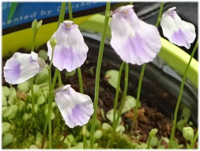 Utricularia livida