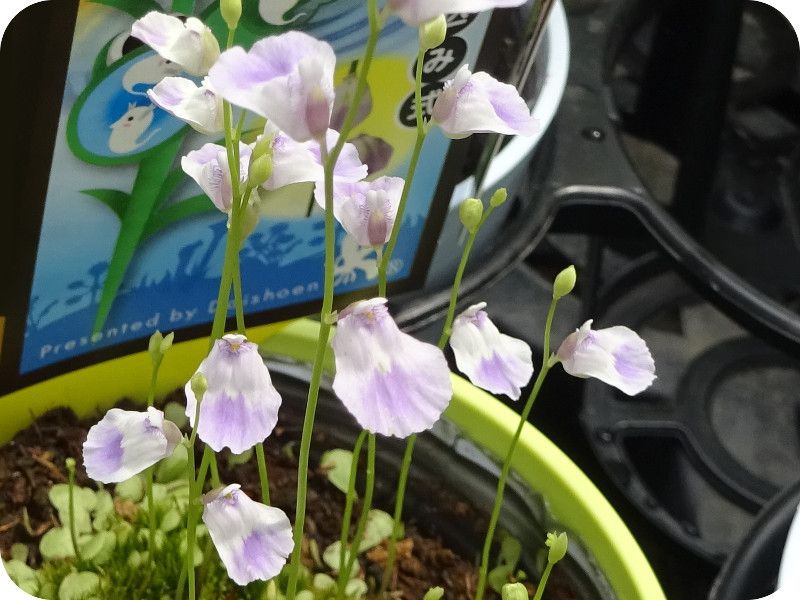 Utricularia livida