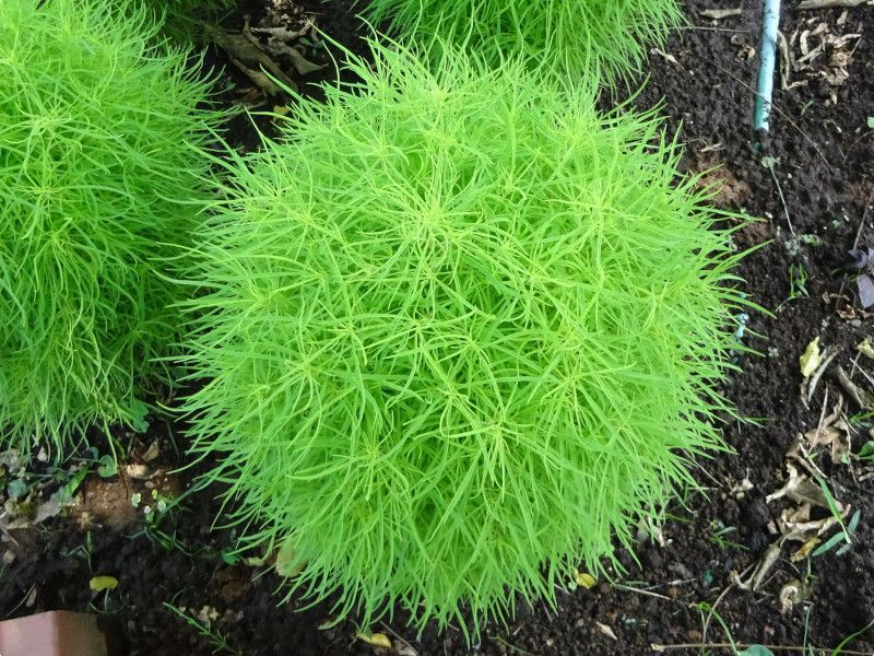 ハ行の花図鑑 ハヒフヘホ かぎけんweb