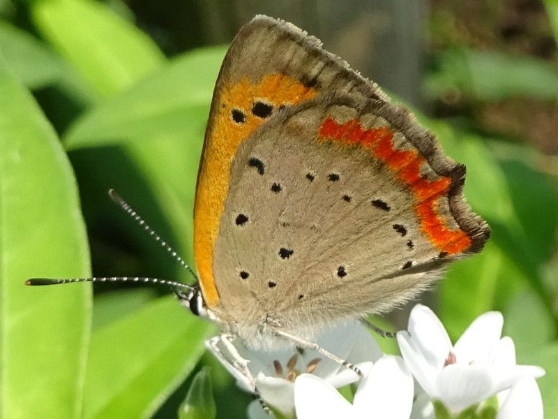 ベニシジミ（紅蜆）【かぎけんWEB】