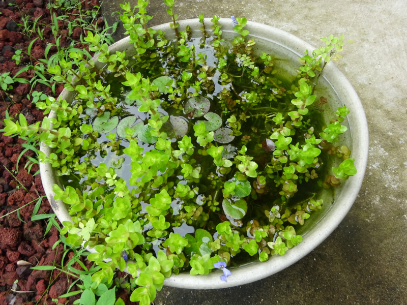 |efAER_[^(Pontederia cordata)