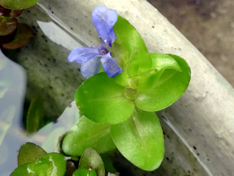 EB^[oRp(Winter cosmos)