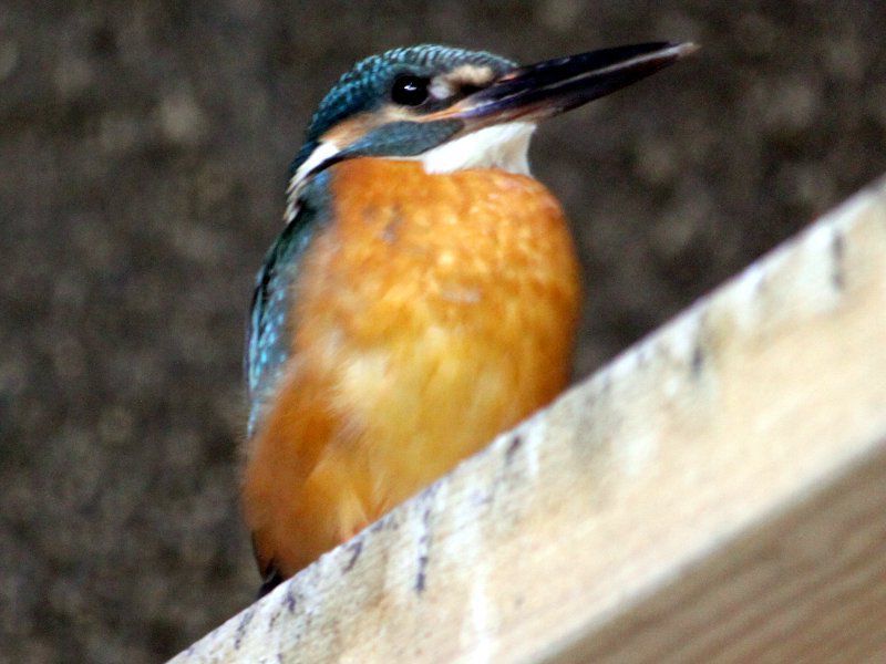 題名　カワセミ カワセミ - Wikipedia