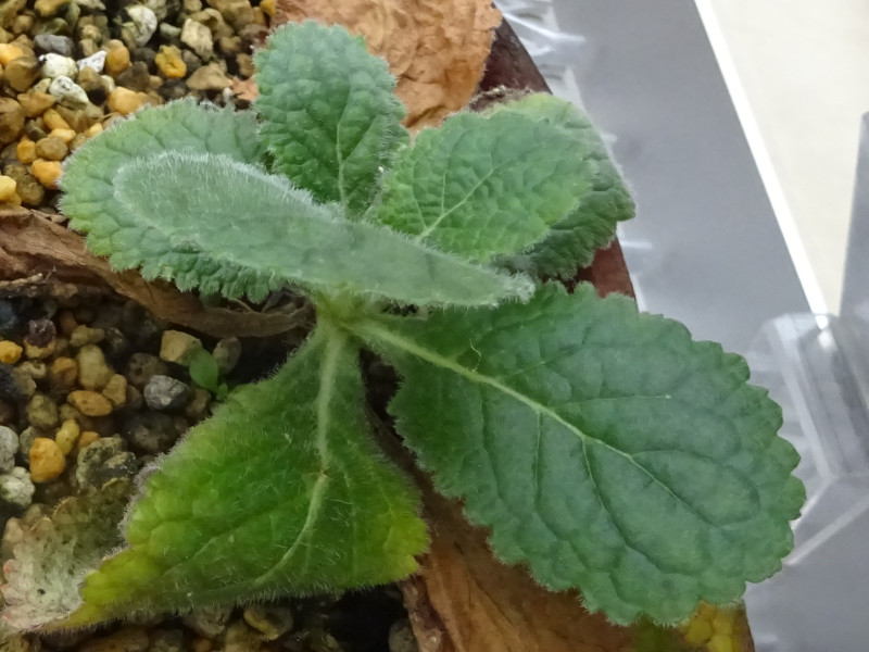 ZS}i痢ӖAwFRehmannia japonicaj