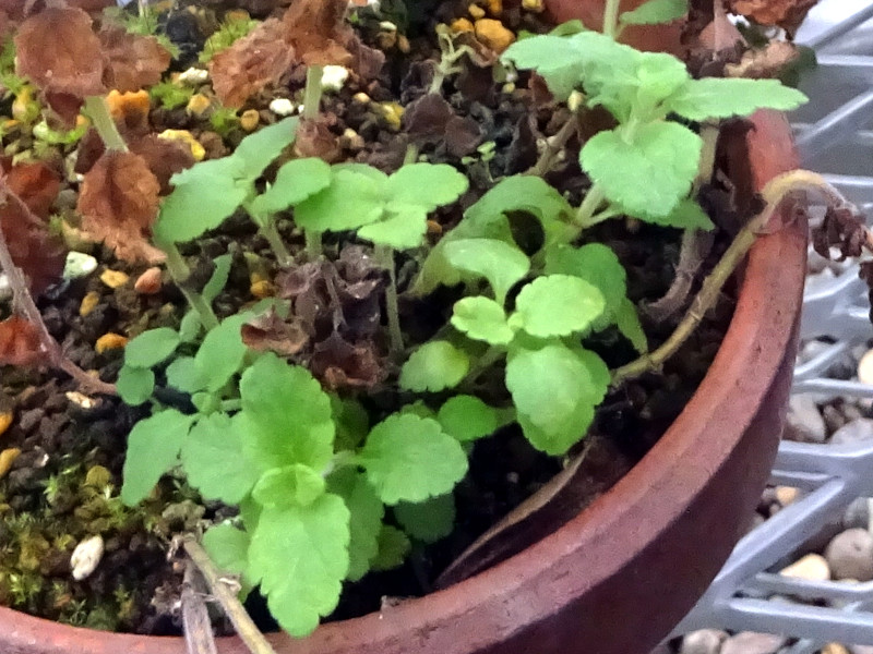 ZS}i痢ӖAwFRehmannia japonicaj