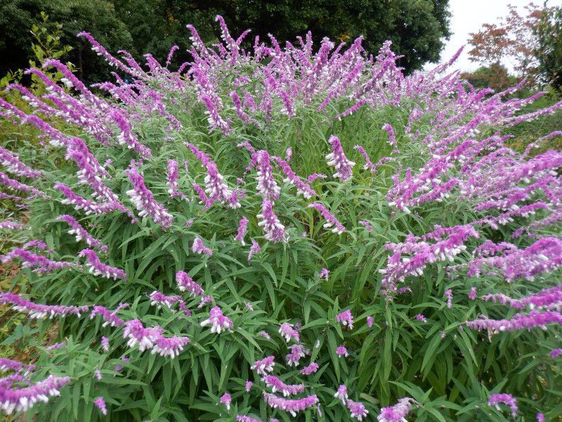 メキシカンブッシュセージ Mexican Bush Sage かぎけんweb