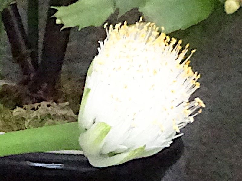}nPIgiіNAwFHaemanthus albiflorsj