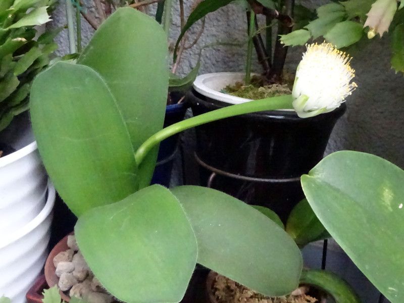 }nPIgiіNAwFHaemanthus albiflorsj