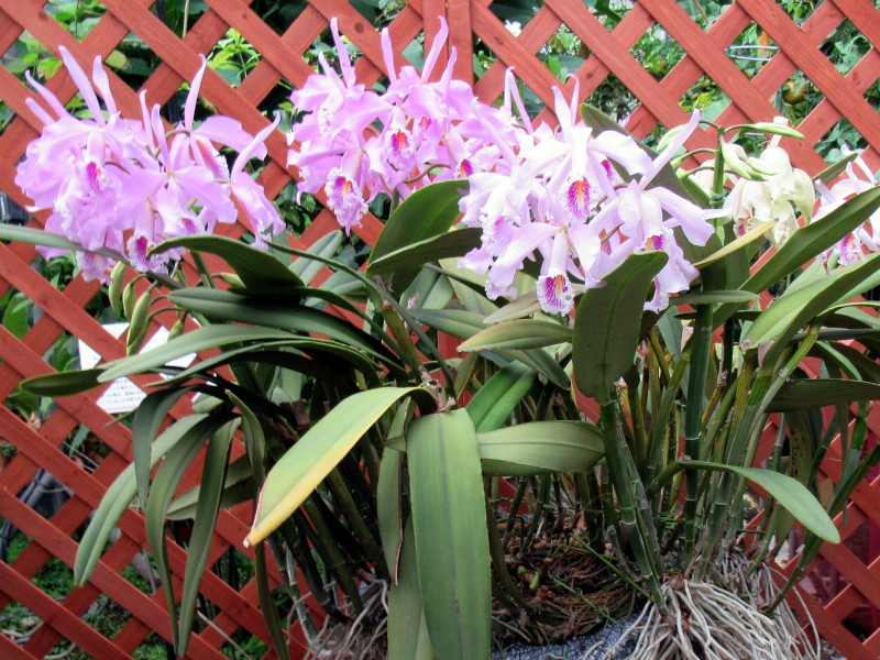 C. maxima carnea 'Mei'@}LV}@J[lA@fCf