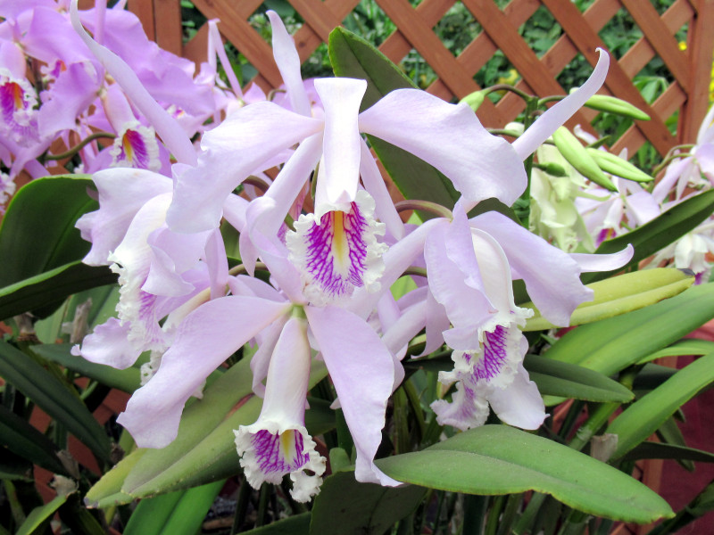 C. maxima carnea 'Mei'@}LV}@J[lA@fCf