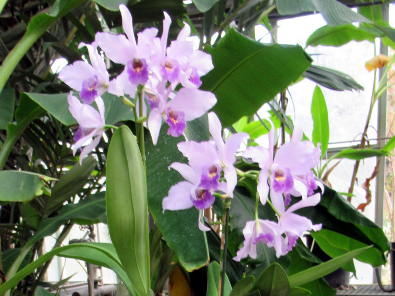 IJgA OC eu[wuf((Lc.Wrigleyi eBlue Havenf)