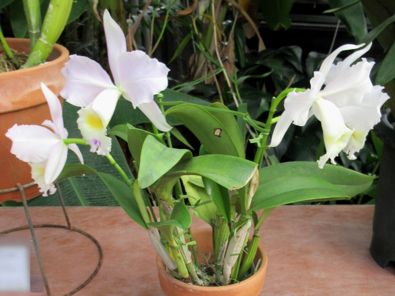 Rlc. RIJgA [~X 'Moon Miss'