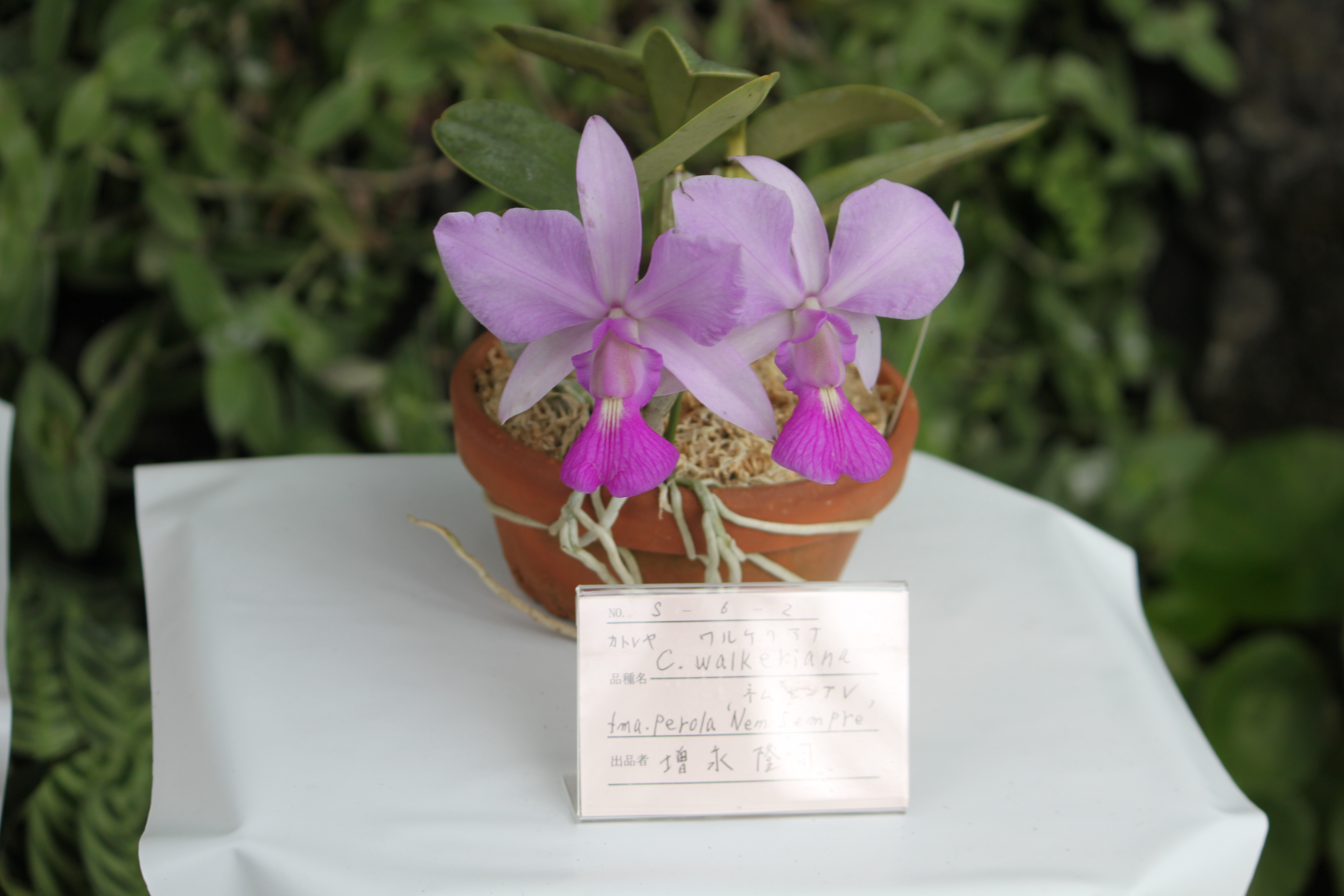 c. walkeriana nem sempre