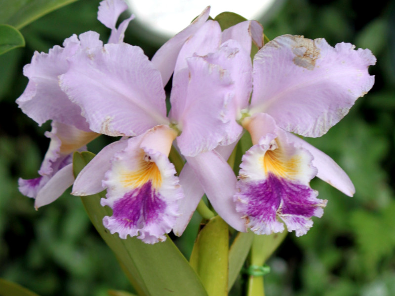 cattleya