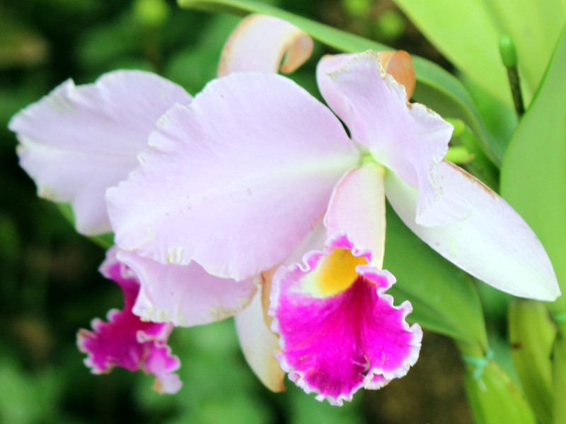 cattleya