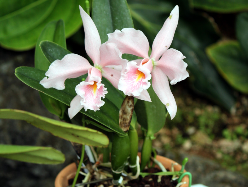 JgAicattleya maximaj