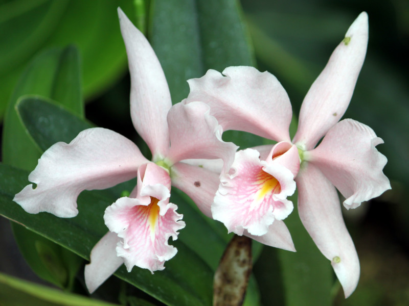 JgAicattleya maximaj