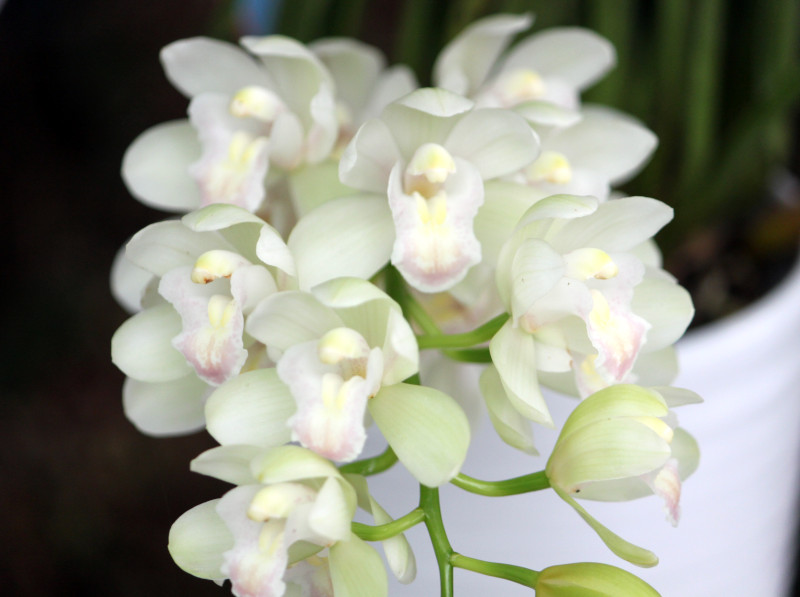 cym_new-century_ice-dance