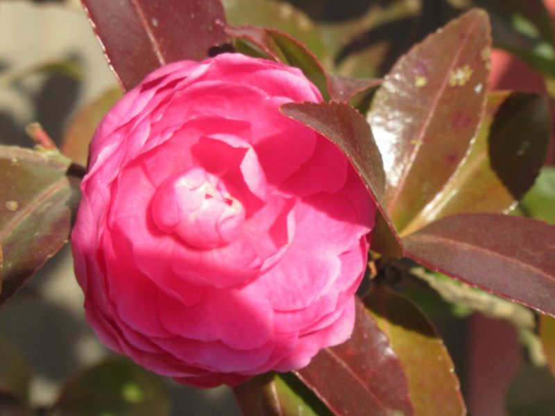 サザンカ 山茶花 かぎけんweb