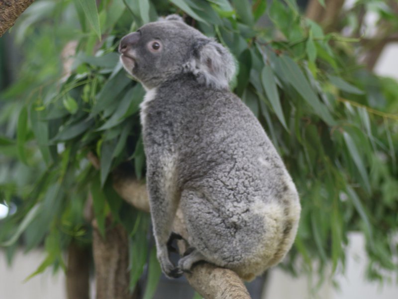 コアラ Koala かぎけんweb