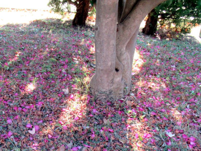 サザンカ(山茶花)【かぎけんWEB】
