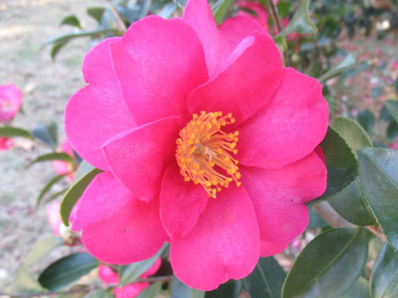ツバキ（椿）とサザンカ(山茶花)の違い【かぎけんWEB