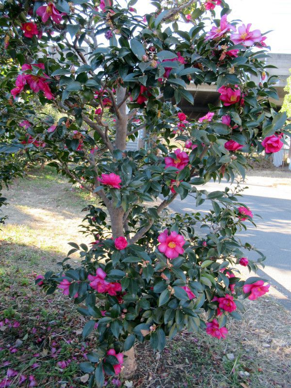 盆栽 山茶花 樹高 約26cm さざんか Camellia sasanqua サザンカ