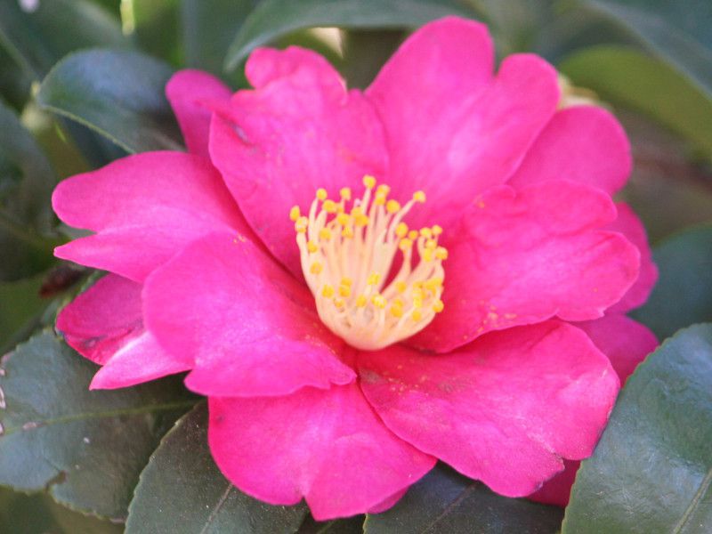 サザンカ(山茶花)【かぎけんWEB】 サザンカ(山茶花)【かぎけんWEB】