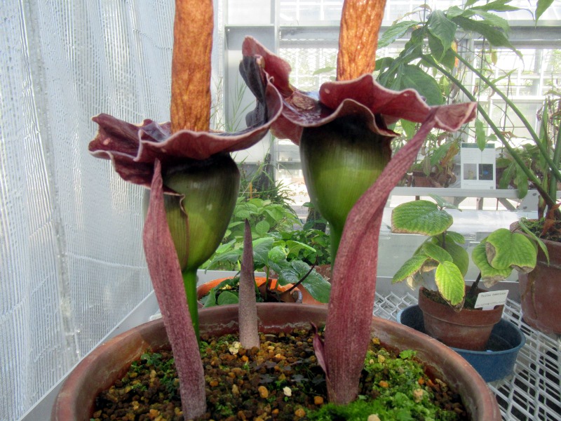 Amorphophallus johnsonii