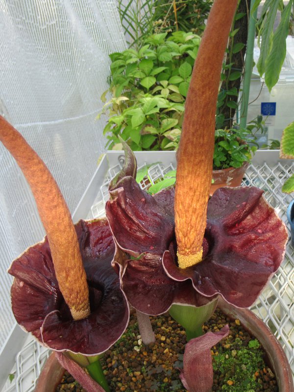 Amorphophallus johnsonii