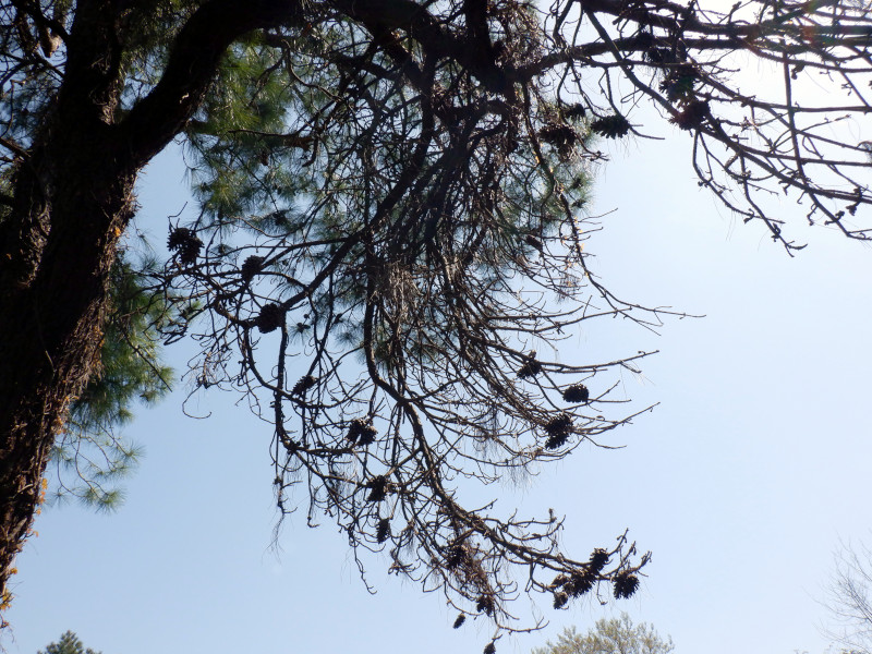 e[_}citaedaAwFPinus taedaj