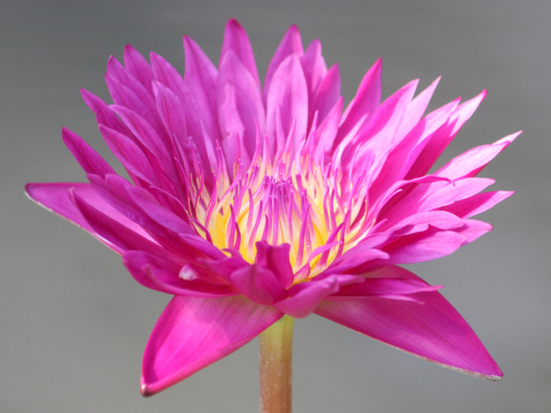 Tropical Water Lily 'Bull's Eye':