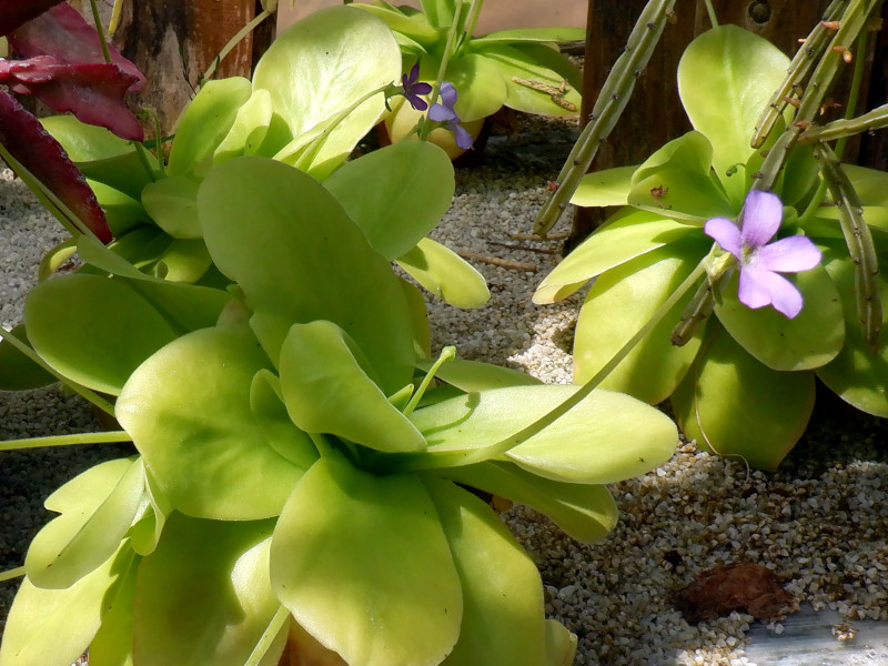 pinguicula-gigantea