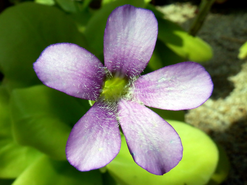 pinguicula-gigantea