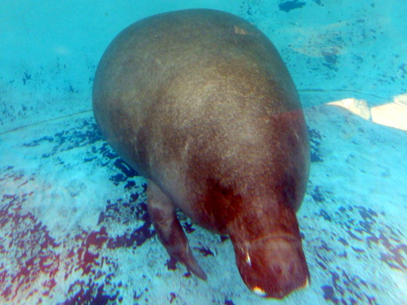 アマゾンマナティー Amazonian Manatee かぎけんweb アマゾンマナティー Amazonian Manatee かぎけんweb