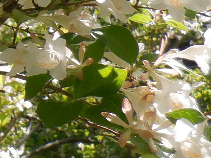 cNolEcMiՉH؁AwFAbelia spathulataj