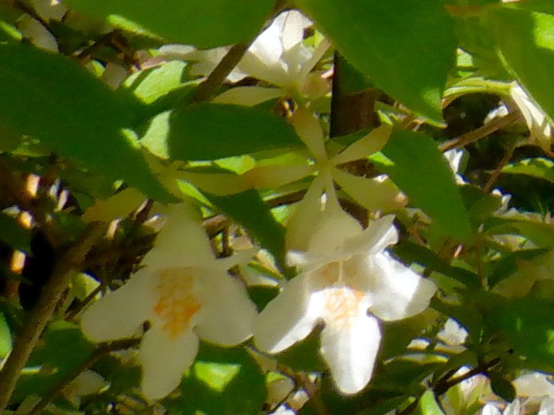 cNolEcMiՉH؁AwFAbelia spathulataj